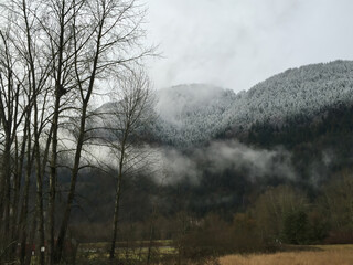 A mystical winter forest in Chilliwack Valley