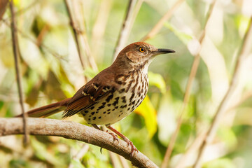 A brown thrasher (Toxostoma rufum) — a beautiful but shy songbird — in southwest Florida