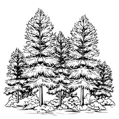 Handdrawn Pine Trees Forest Black and White Line Art Illustration