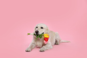 Cute Labrador Retriever with beautiful tulip flowers on pink background
