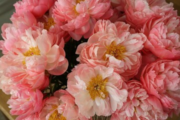 Many beautiful pink peony flowers, closeup view