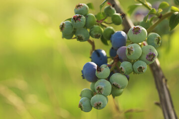 Wild blueberries growing outdoors, closeup and space for text. Seasonal berries