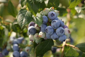 Fototapeta premium Wild blueberries growing outdoors, closeup. Seasonal berries