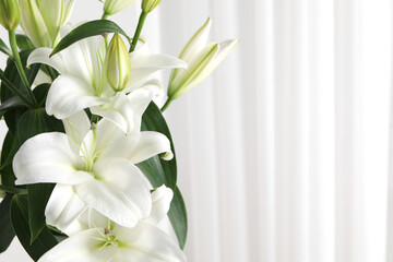Beautiful lily flowers near white curtains, closeup. Space for text