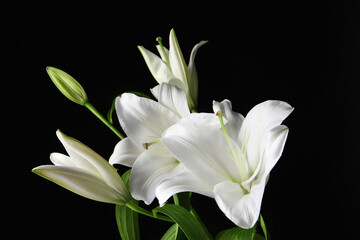 Fototapeta na wymiar Beautiful white lily flowers on black background, closeup