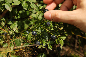 Woman picking up bilberries in forest, closeup