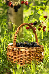 Fototapeta na wymiar Wicker basket with ripe blackberries on green grass outdoors
