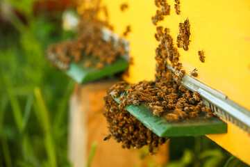 Closeup view of wooden hive with honey bees on sunny day
