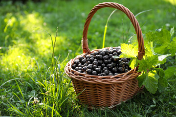 Fototapeta na wymiar Ripe blackcurrants in wicker basket on green grass. Space for text