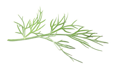 Sprig of fresh dill isolated on white