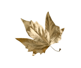 One golden maple leaf isolated on white. Autumn season