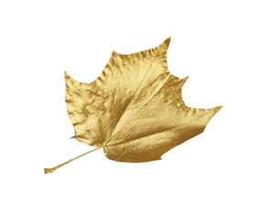 Naklejka premium One golden maple leaf isolated on white. Autumn season