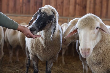 Fototapeta premium Man feeding sheep on farm, closeup. Cute animals