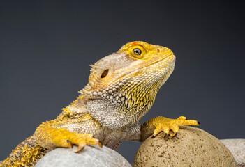 Lizard Dragon with zen stones isolated close -up