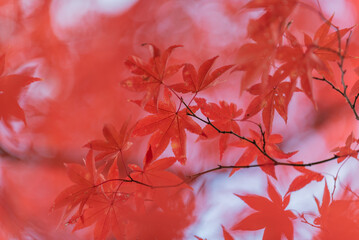楓舞う、清川陣屋の秋風景