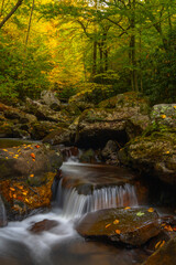 Autumn along the mountain creek