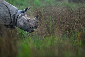 Greater one-horned rhino grazing in the grasslands of Assam in North-east India