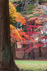Fototapeta premium 楓舞う、清川陣屋の秋風景