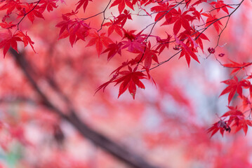 楓舞う、清川陣屋の秋風景