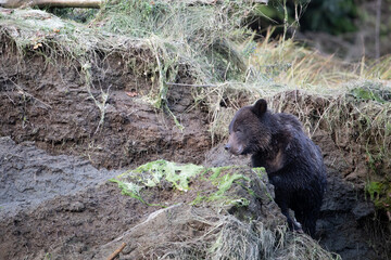 Grizzly bear cub playing around a mud bank in Khutze River, near Khutze Inlet, British Columbia