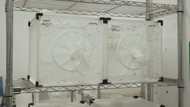 Mosquitos in a laboratory kept in glass and mesh boxes