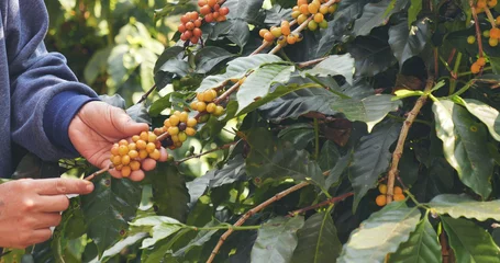 Cercles muraux Brésil Man Hands harvest coffee bean ripe Red berries plant fresh seed coffee tree growth in green eco organic farm. Close up hands harvest red ripe coffee seed robusta arabica berry harvesting coffee farm