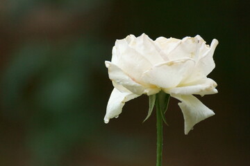 Look at the flowers, how beautiful they are, amazing petals gathered together.