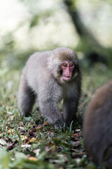 Obraz premium 歩み寄るニホンザル