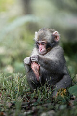 足をいじる小さいニホンザル