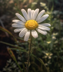 Daisy Flower Standing Tall in an Open Landscape Created with generative AI tools.