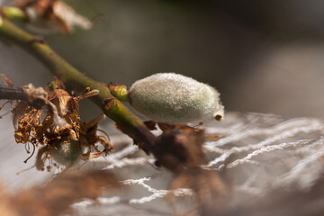 Green almond growing organically on an almond tree during spring in Adelaide, South Australia