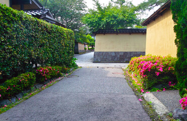 初夏の金沢市、ツツジの咲く朝日を受けた長町武家屋敷の景観
