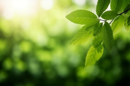 Nature of green leaf in garden at summer. Natural green leaves plants using as spring background cover page environment ecology or greenery wallpaper. generative ai.