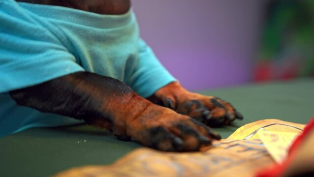 Dog dachshund insistently, demandingly knocks paws on table with green cloth Naughty puppy in hysterics knocks, protests, manipulates parents Excited player is nervous, violent emotions, impatience