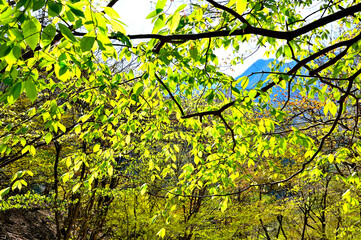 西丹沢の加入道山　新緑の森
