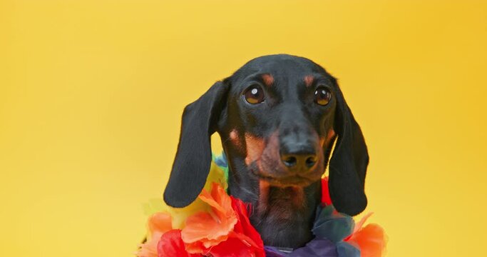 Portrait of dog dachshund with colorful bright accessories heart-shaped glasses, colored boa make entranc, head nod, dark glasses falling Puppy dressed as glamorous elegant celebrity posing for camera