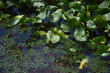 The lotus green leaves on the water pond reflected under the summer sun in Sapporo Japan