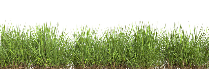 Grass border isolated on transparent background.