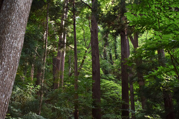 The old deep forest trees with the ancient historical air at the Maruyama mountain in Sapporo Japan