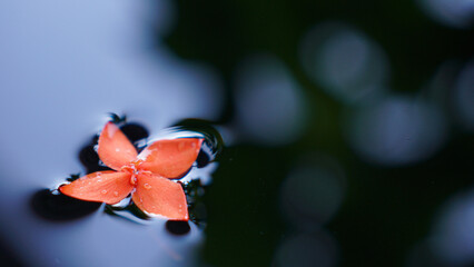 Close Up of orange flowers floating on the surface of the water.