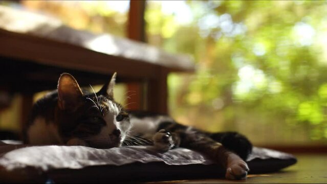 しっぽを振りながら木漏れ日の中で昼寝するキジ猫