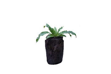 Isolated image of bird's nest fern plant growing on a tree stump on transparent background png file.