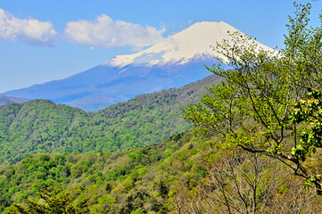 Fototapeta na wymiar 西丹沢の畦ヶ丸　新緑の山地に富士山 