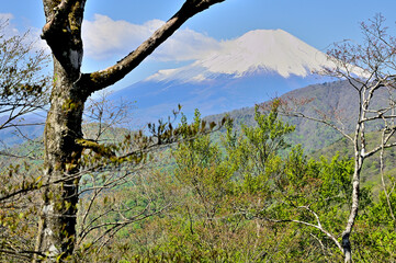 西丹沢の畦ヶ丸　新緑の山地に富士山

