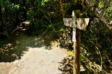 西丹沢の畦ヶ丸　新緑の頃　善六ノタワの登山道
