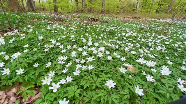 Wood (Anemone nemorosa) anemone&nbsp; in beech forest in S:t Olof, Simrishamn community, Scania, Sweden, Scandinavia, Europe