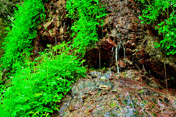 Fototapeta premium 西丹沢の畦ヶ丸 本棚沢 滴る沢水 