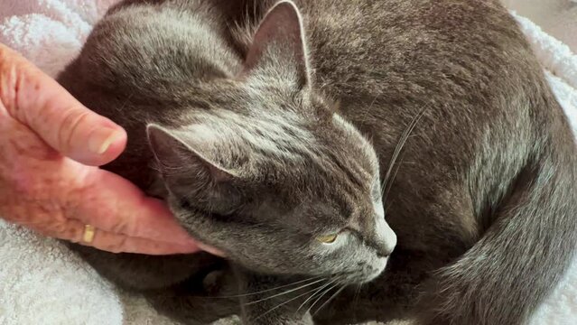 Elderly woman's hand caresses a gray European domestic cat in Ystad, Scania, Sweden, Scandinavia, Europe