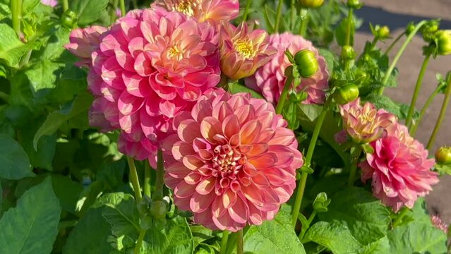Flowering Dahlias (Dahlia), variety Milena Fleur in the Dahlia Farm in Loederup, Scania, Sweden, Scandinavia, Europe