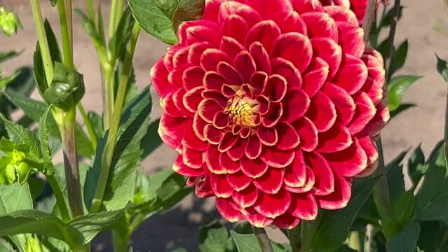 Flowering Dahlias (Dahlia), variety Dowey Hubert in the Dahlia Farm in Loederup, Scania, Sweden, Scandinavia, Europe